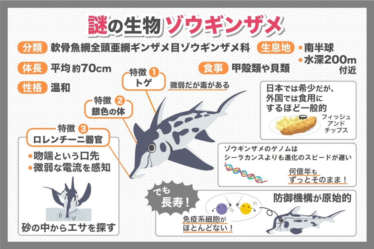 謎の生物ゾウギンザメ