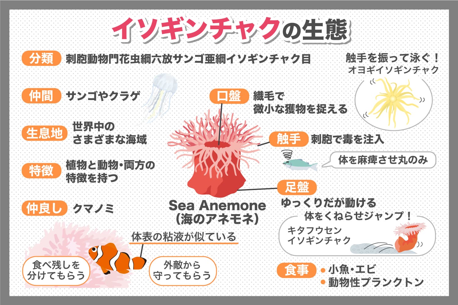 イソギンチャクの生態