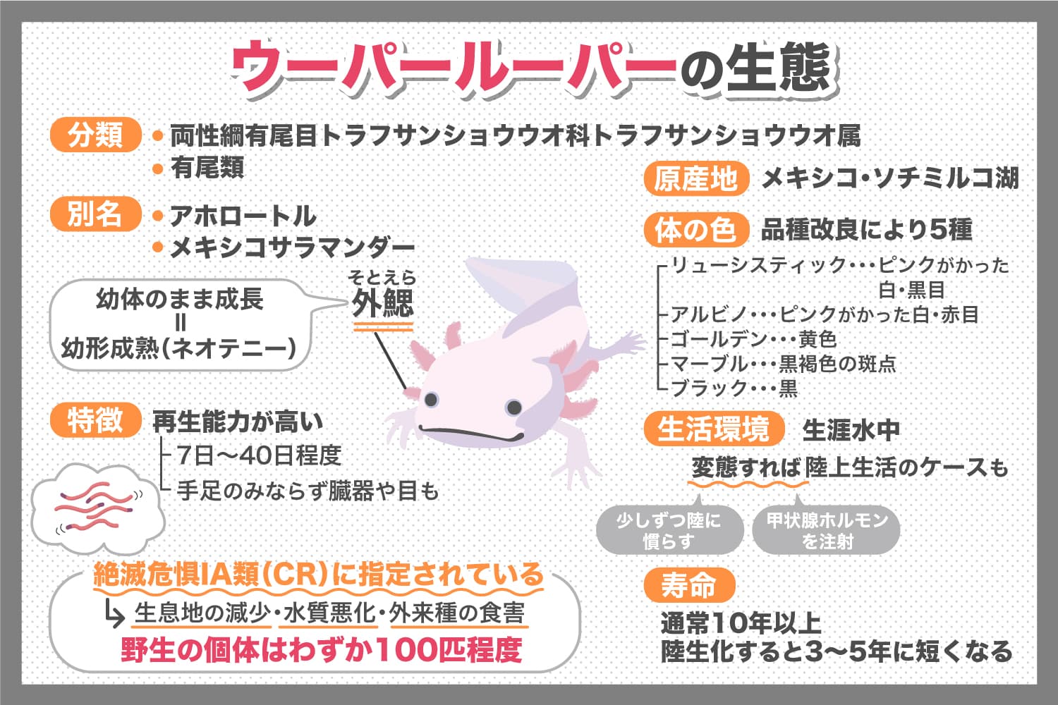 ウーパールーパーの生態