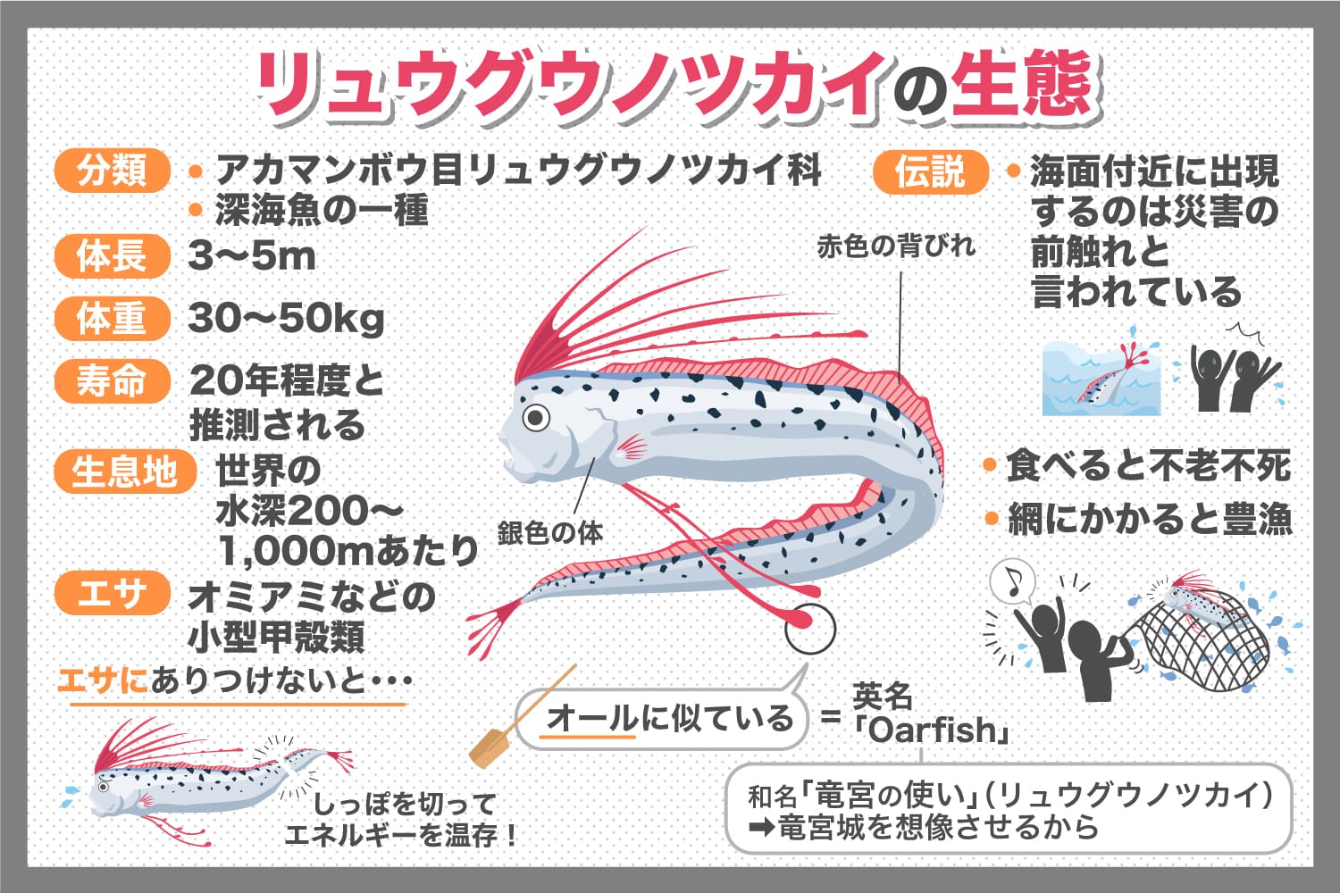 リュウグウノツカイの生態