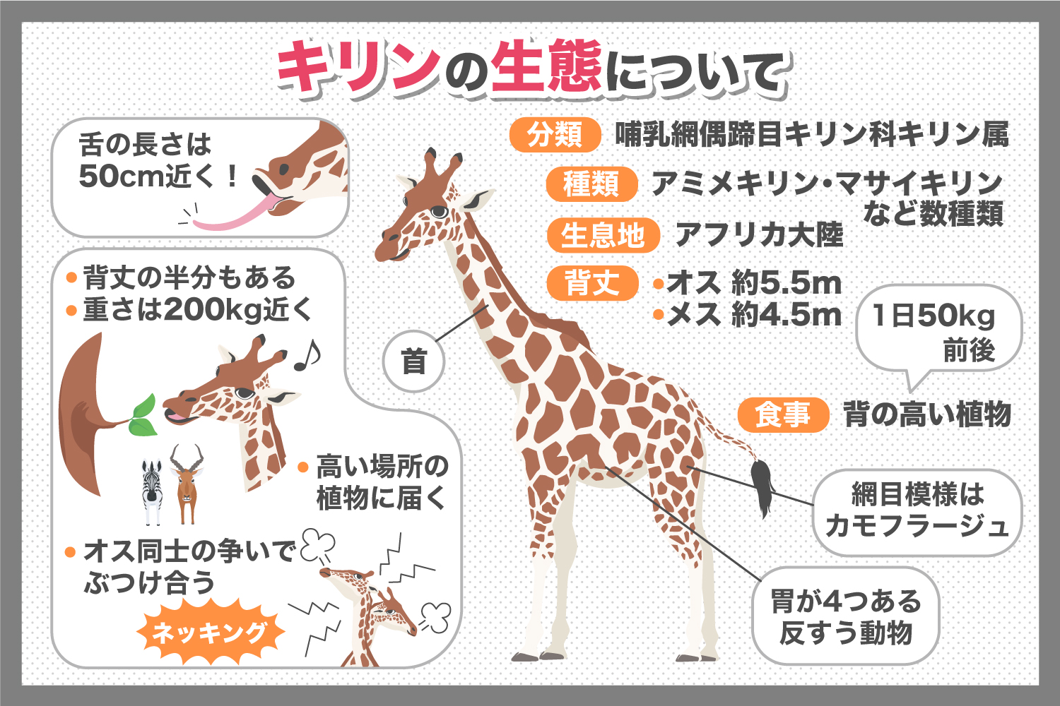 メスをめぐって長い首をぶつけ合う！？キリンの生態について調べてみた