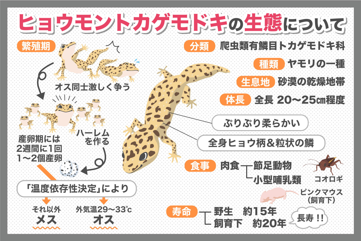 繁殖期にハーレムを作っちゃう！？ヒョウモントカゲモドキの生態について調べてみた