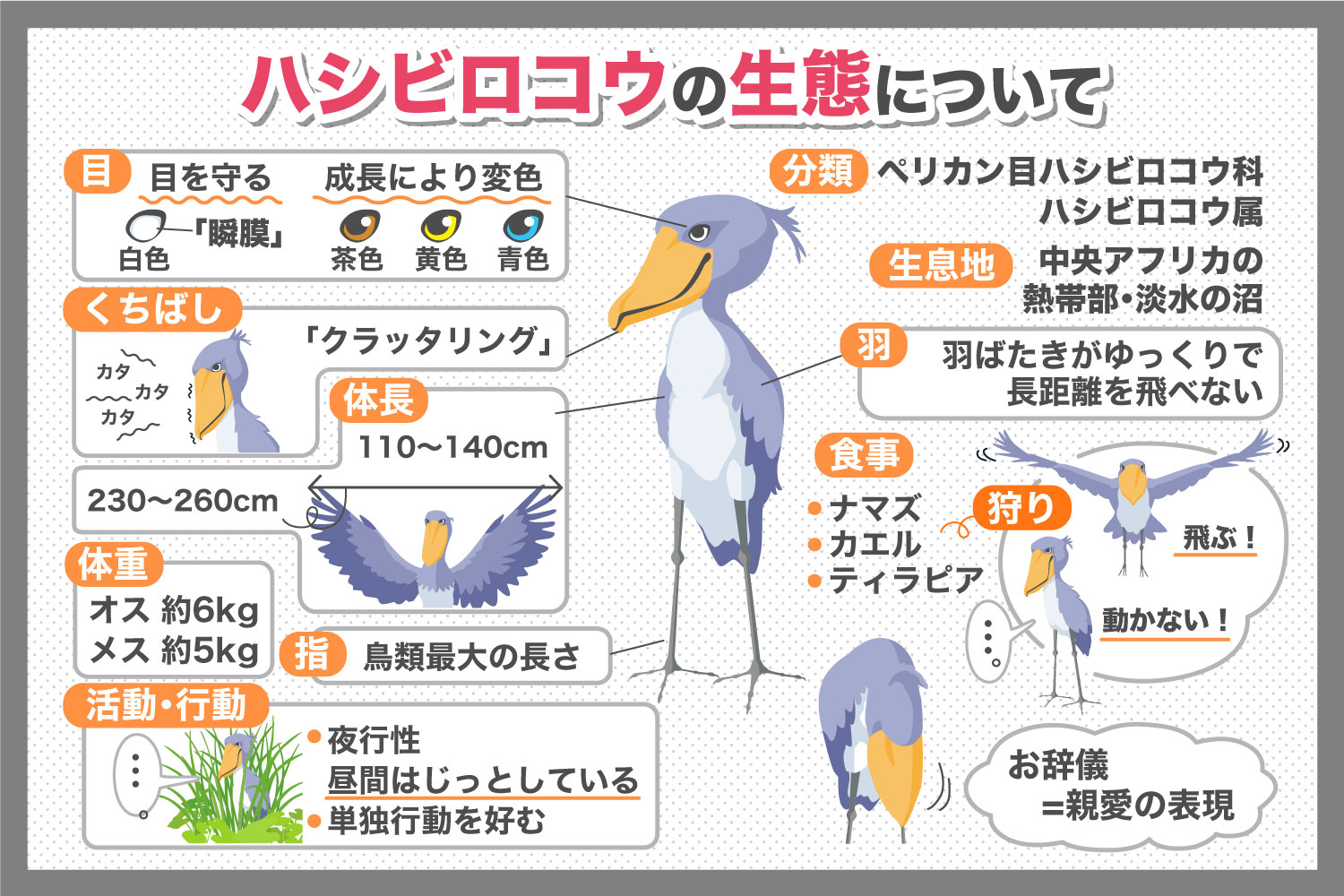つぶらな瞳と大きなくちばしが特徴的！ハシビロコウの生態について調べてみた
