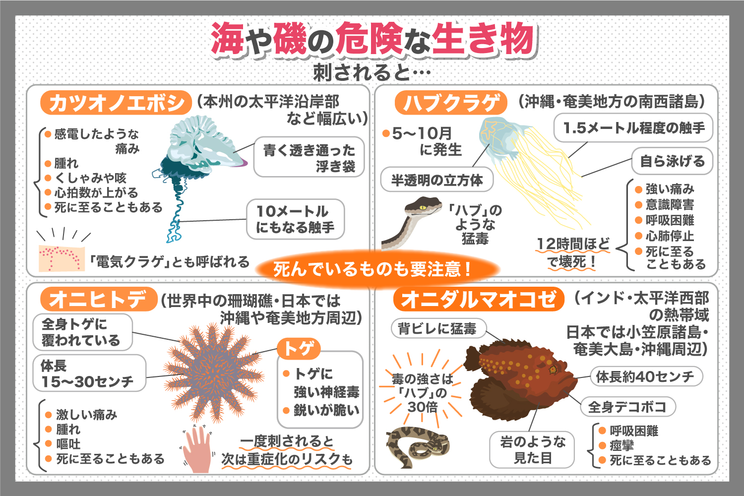 あの生き物にも毒があった！？海や磯に潜む危険な生き物【後半】