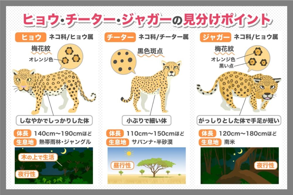 ヒョウ、チーター、ジャガーの見分け方