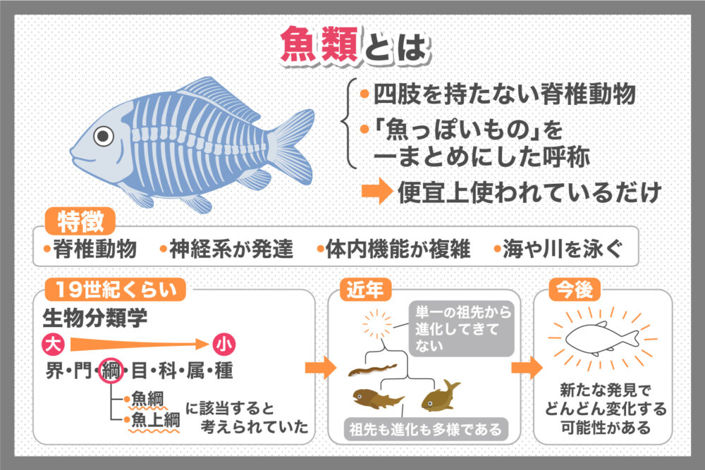 「魚類」ってどんな分類（種類）があるの？