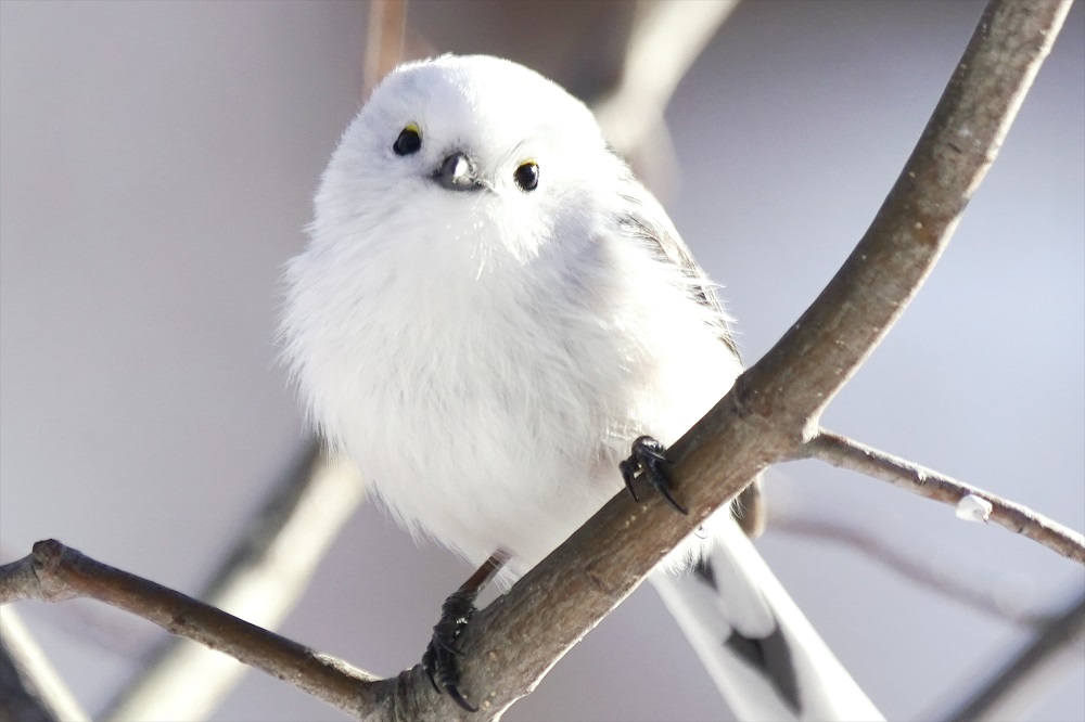 もふもふで瞳が可愛い「シマエナガ」