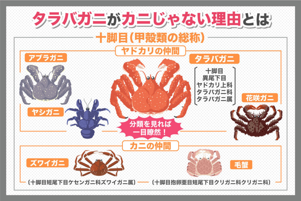 「タラバガニ」本当は蟹ではなくヤドカリだった