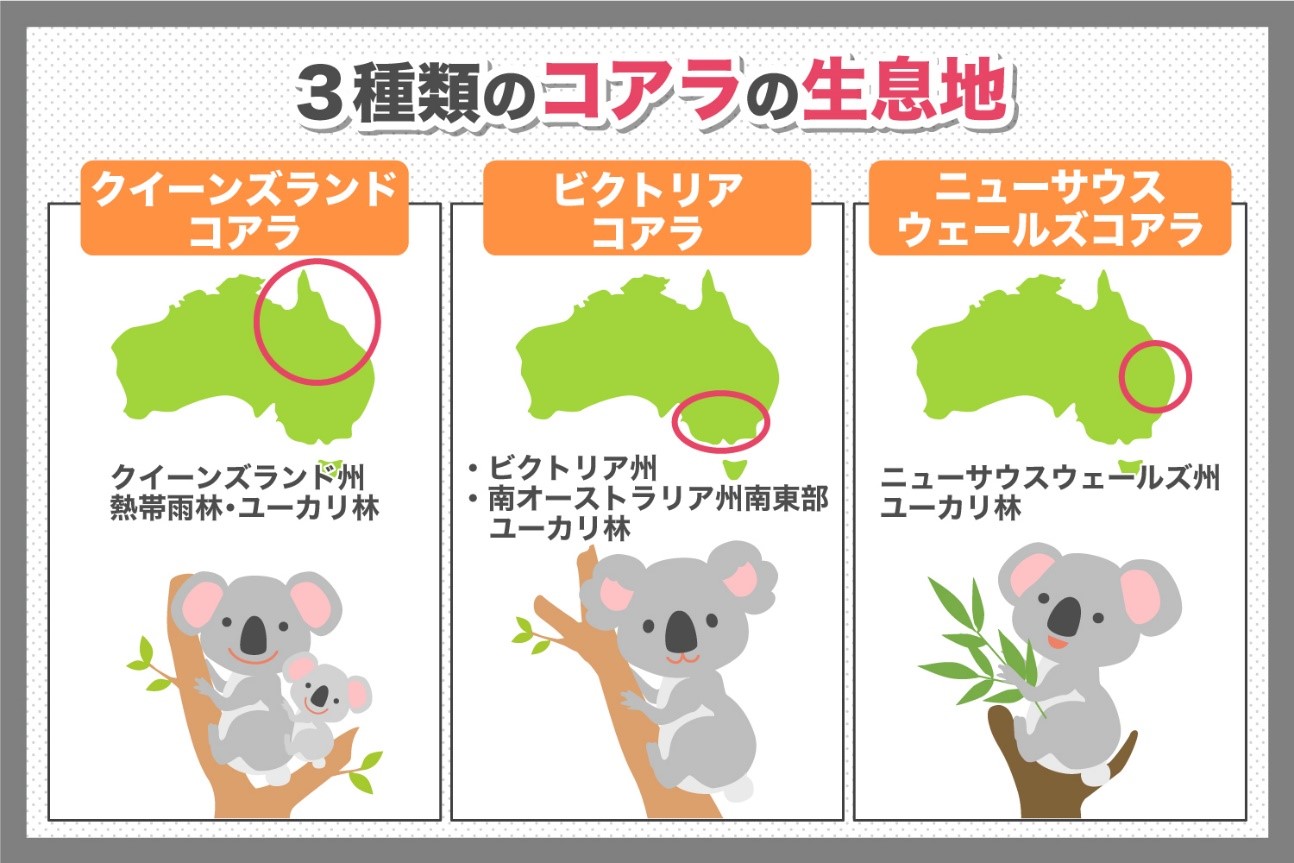 3種類のコアラの生息地