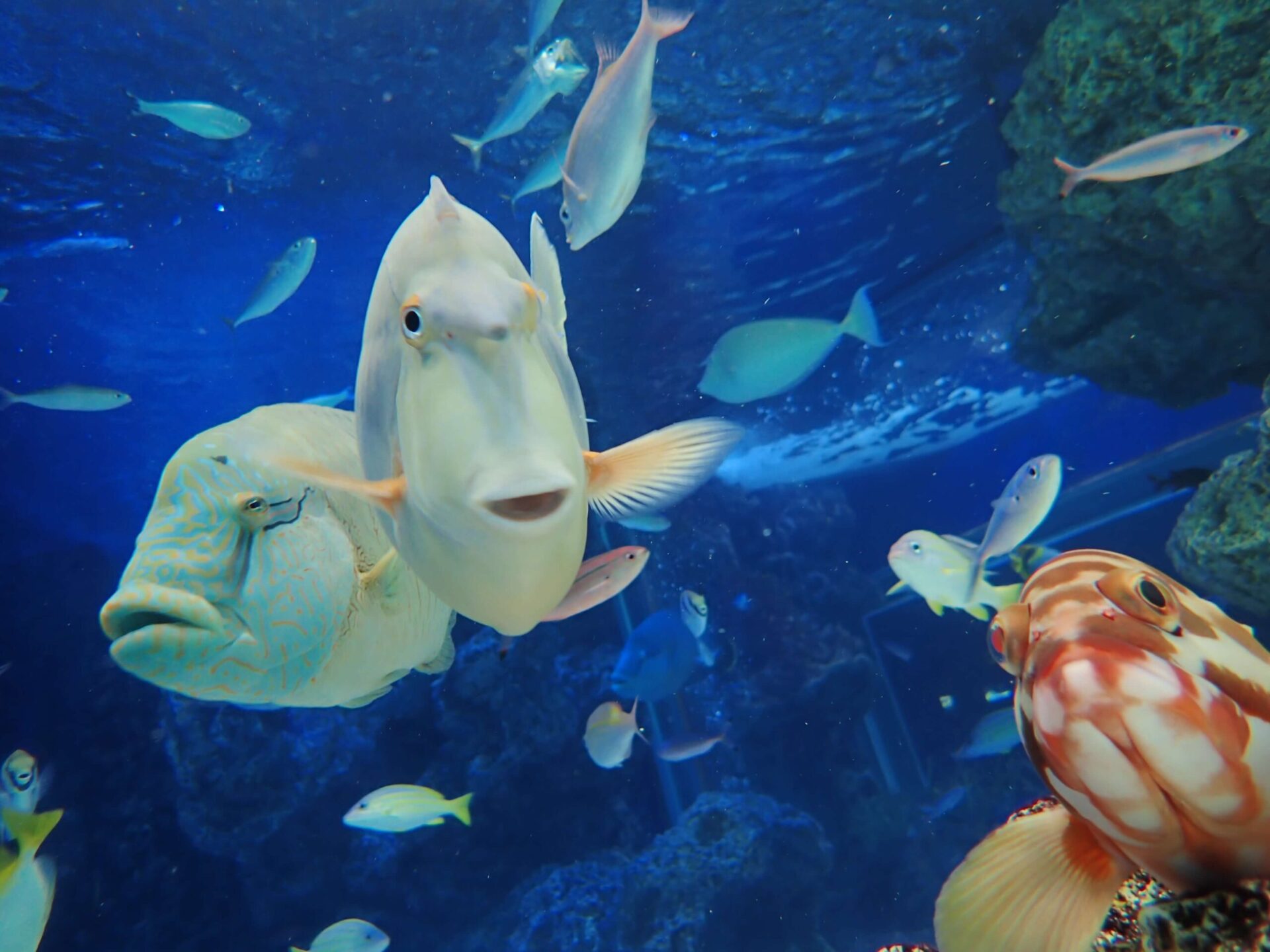 魚