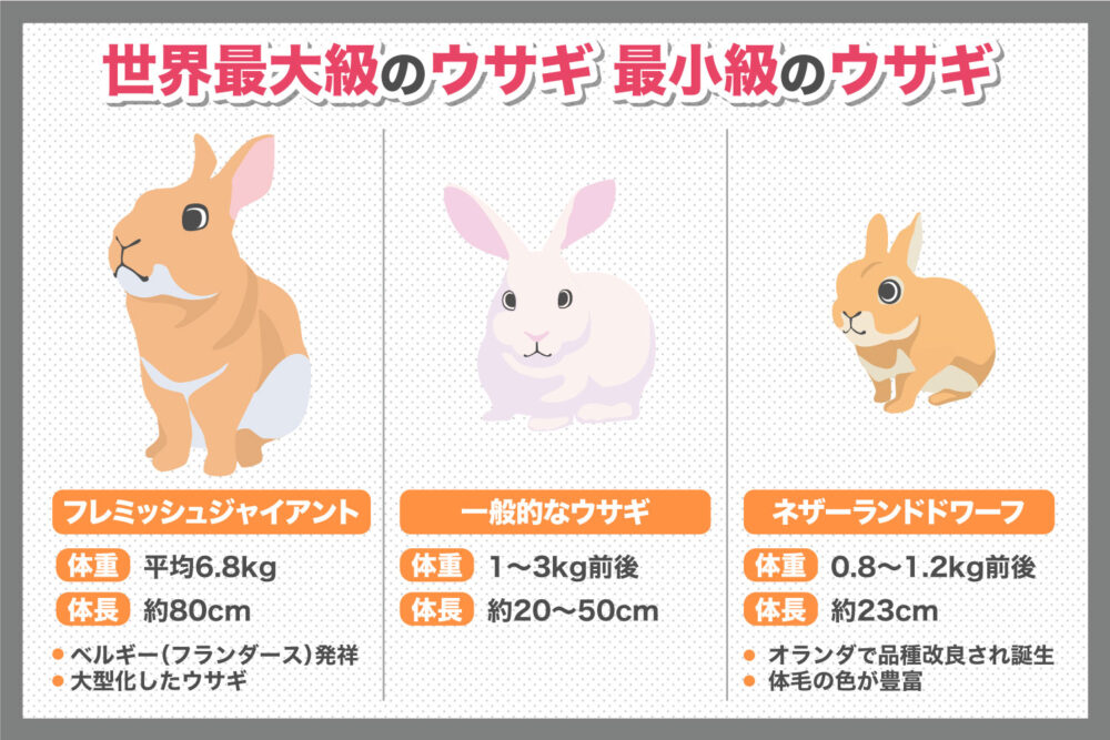 世界最大級と最小級のウサギ
